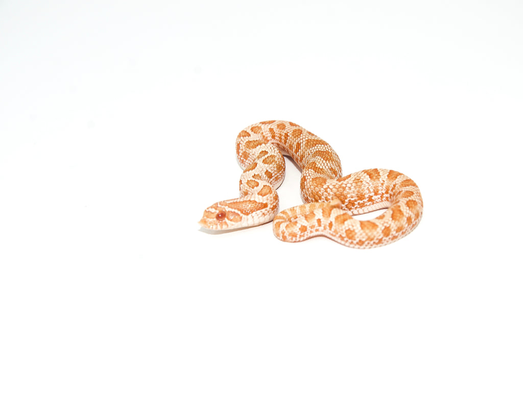 Albino Hognose Snake